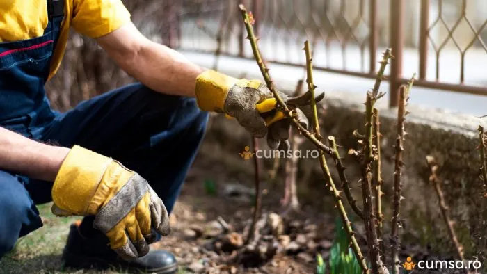 садовник осматривает куст розы после зимы