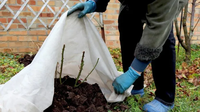 садовник снимает зимнее укрытие с куста розы