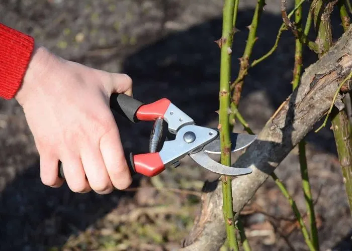 обрезка розы секатором