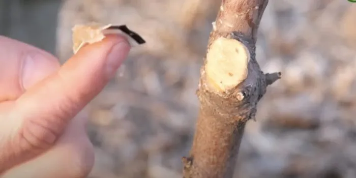 садовый вар на срезе ветки розы