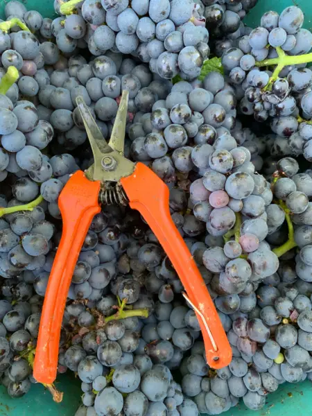 секатор и садовые ножницы для обрезки винограда
