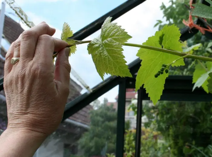 срез верхушки виноградного побега