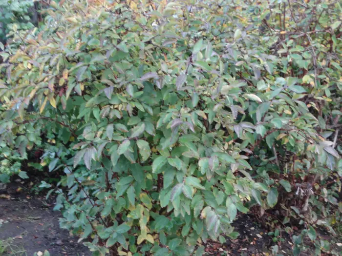 куст жимолости осенью