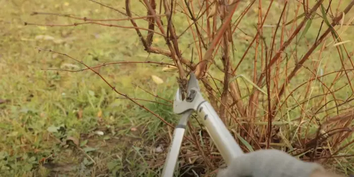 обрезка веток жимолости секатором