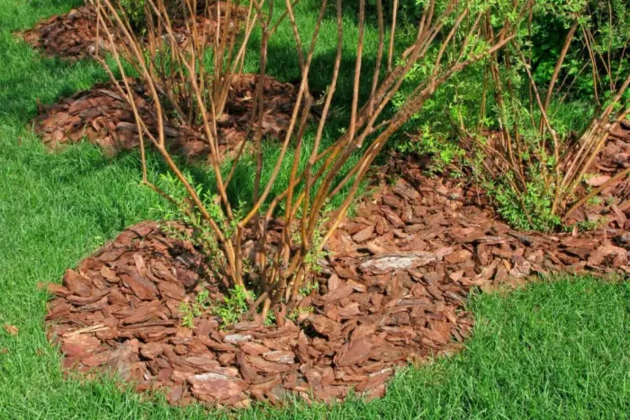 приствольный круг жимолости