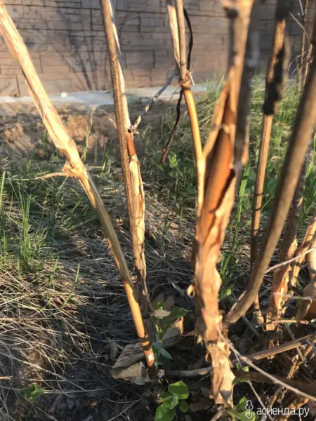 поврежденная кора на ветке жимолости