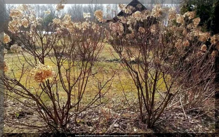 куст гортензии осенью