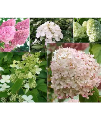 листья и соцветия гортензии виды