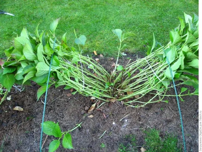 пригнутые на зиму побеги гортензии