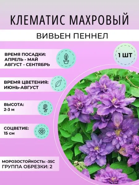 этикетка саженца клематиса группа обрезки