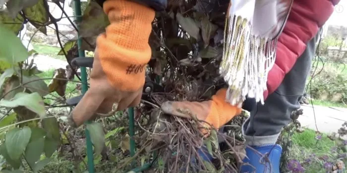 уложенные на зиму побеги клематиса на земле