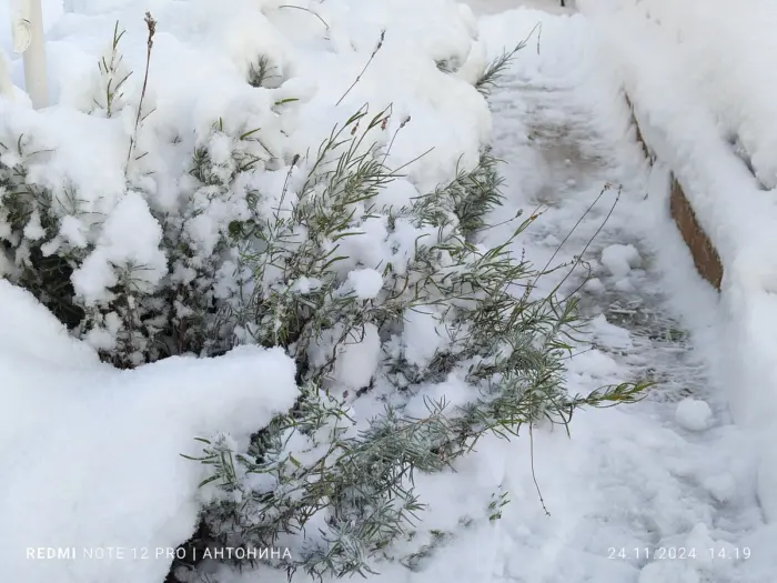 замерзший куст лаванды зимой
