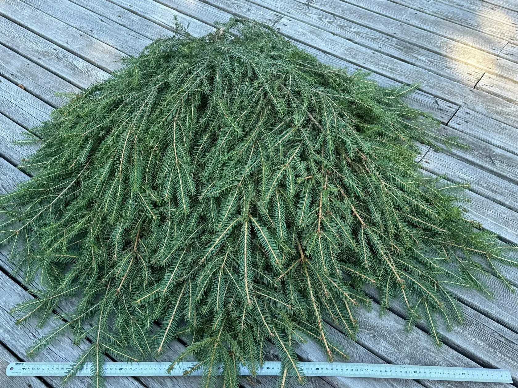 лапник для укрытия лаванды