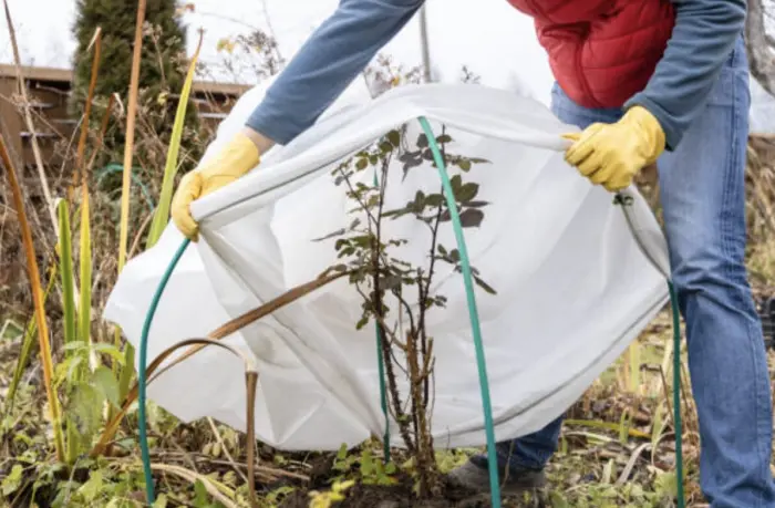 снятие укрывного материала с лаванды весной
