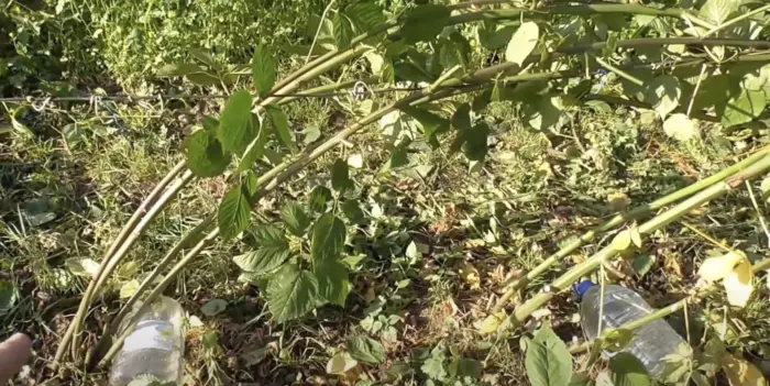 пригнутые побеги малины зимой