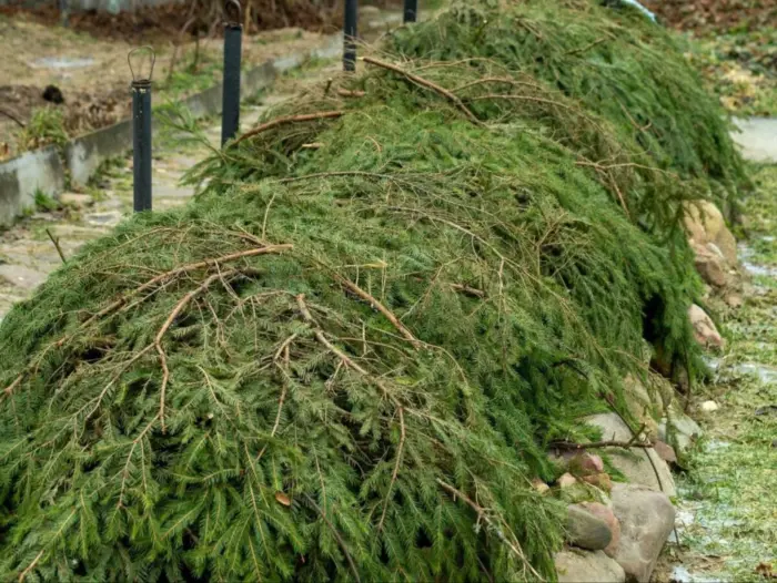 еловый лапник на грядке с малиной