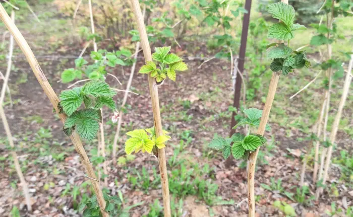 осмотр побегов малины весной