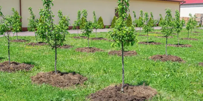молодой саженец в саду