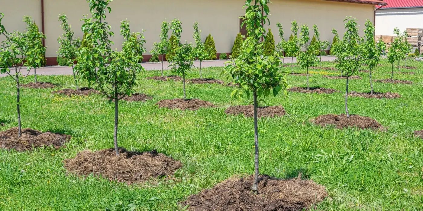 молодой саженец в саду