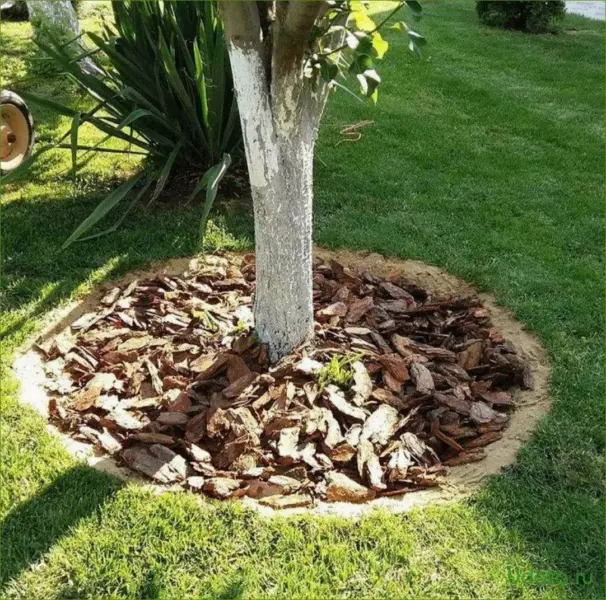 мульча из коры под деревом