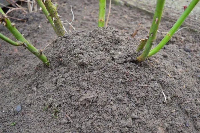 окучивание розового куста