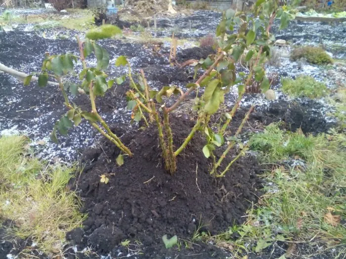 холмик земли у розы окучивание засыпать