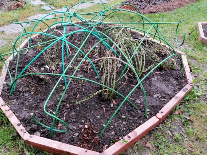 каркас из дуг над розой