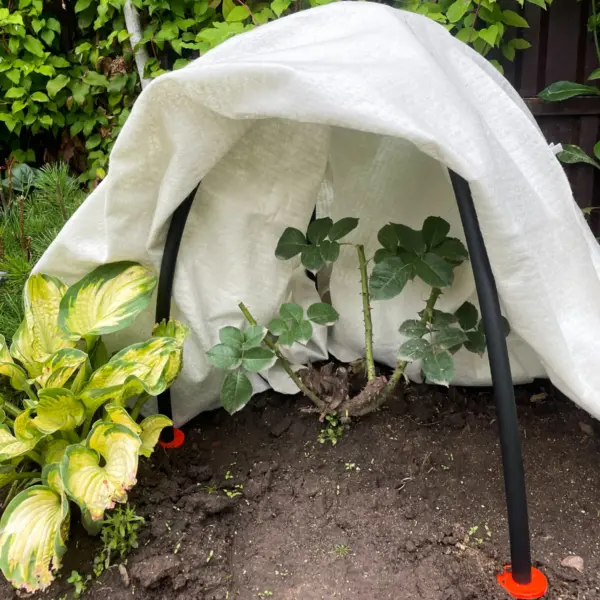 пленка на каркасе укрытия куста роз