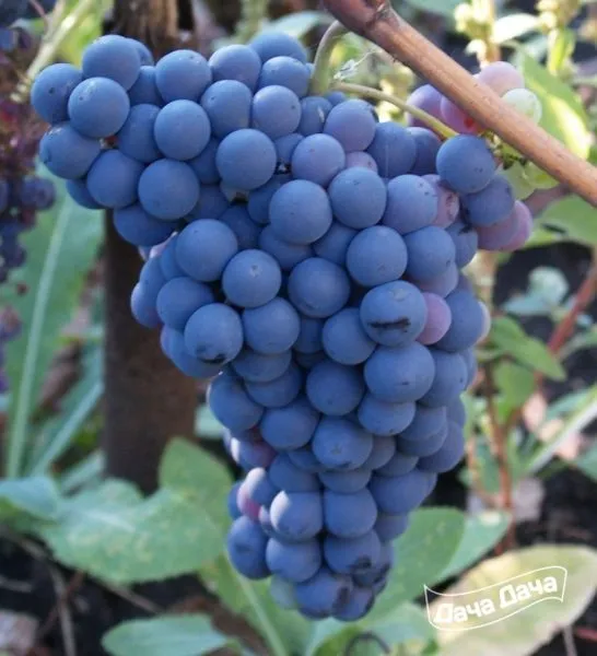 unikalnyy-main-234849