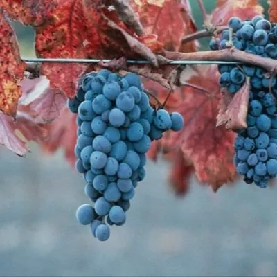 usahelauri-main-228995