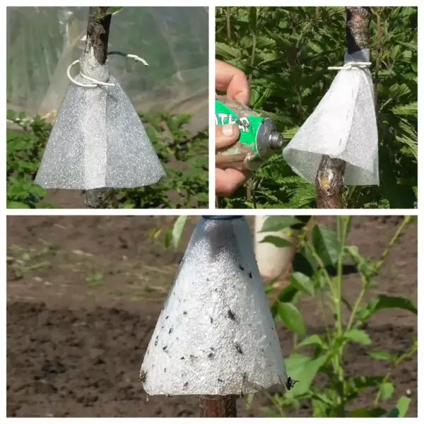 разные ловчие пояса на стволе виды