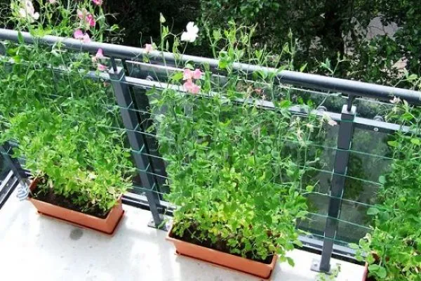 Душистый горошек: как и когда сеять на рассаду и в грунт