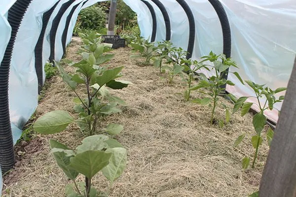 Высадка рассады баклажанов в открытый грунт: сроки, схема и правила ухода