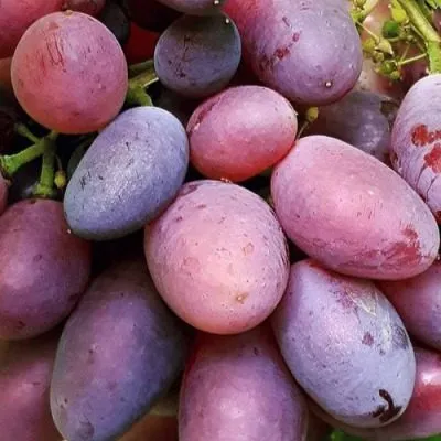 valensiya-main-232824