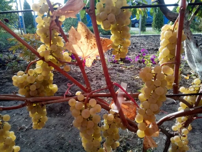 vandal-klishe-2-230381