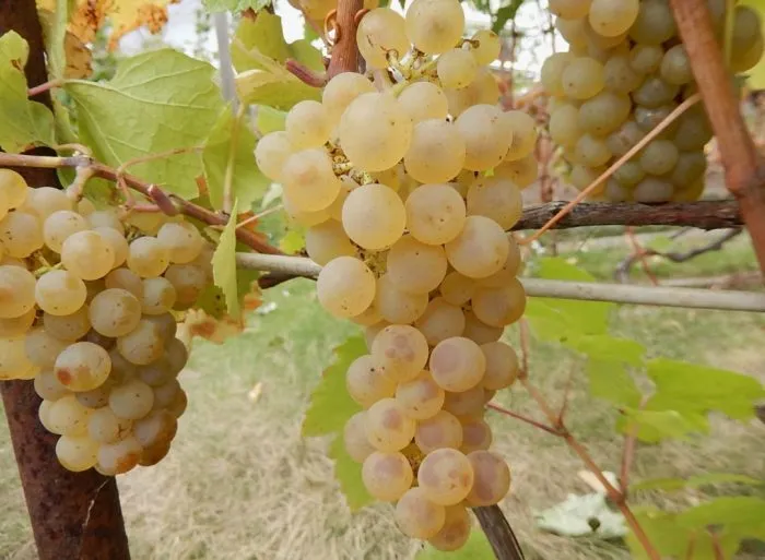 vandal-klishe-3-230381