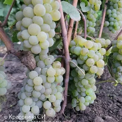 vandal-klishe-4-230381