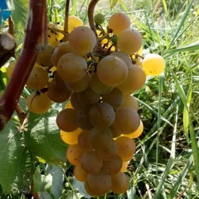 vandal-klishe-5-230381