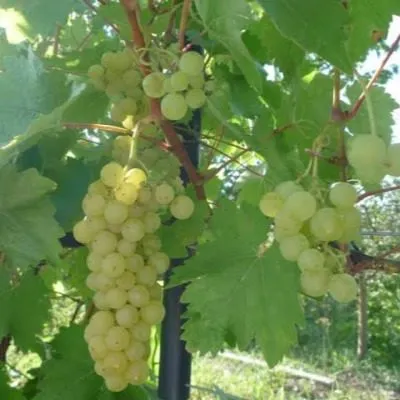 vandal-klishe-6-230381