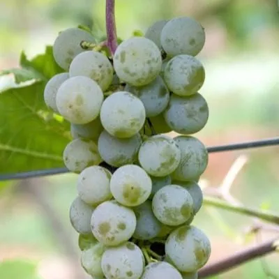 vandal-klishe-7-230381