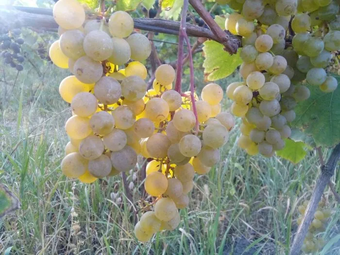 vandal-klishe-main-230381