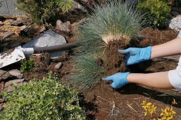 Деление многолетников весной: сроки, способы и правила ухода