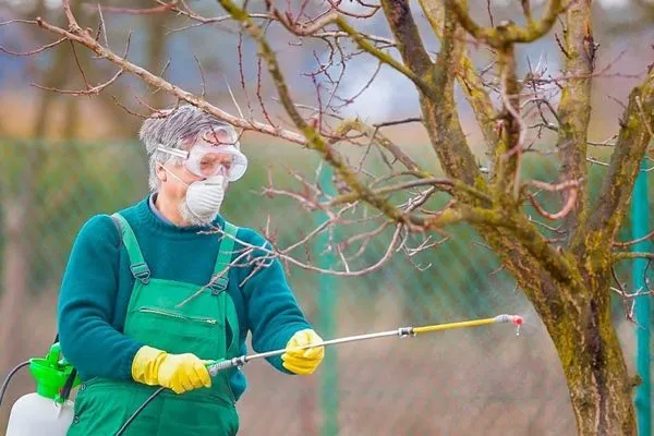 Весеннее опрыскивание по зелёному конусу