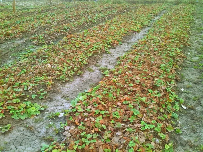 весна грядка с клубникой веерными граблями