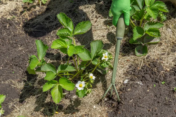 рыхление почвы вокруг куста клубники