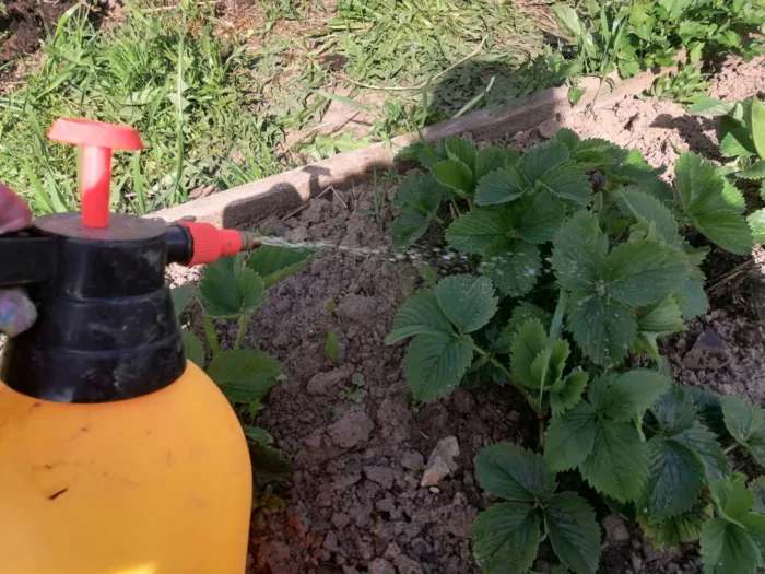 опрыскивание клубники весной