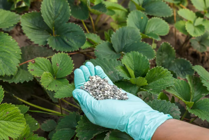 удобрение для клубники гранулы