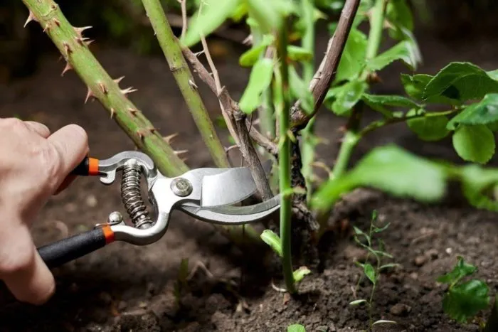 санитарная обрезка роз