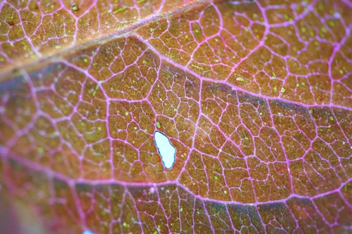 грибковые споры на розе под микроскопом