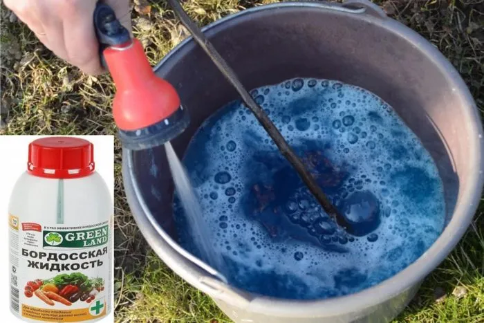 разведение препарата для опрыскивания роз в ведре